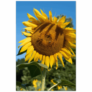 af28f679-dcc7-49d7-8a3c-22cc0769b39d.png af28f679-dcc7-49d7-8a3c-22cc0769b39d