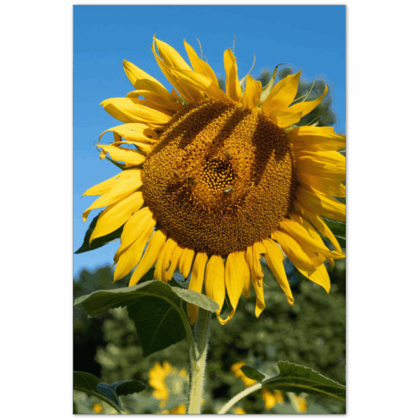 af28f679-dcc7-49d7-8a3c-22cc0769b39d.png af28f679-dcc7-49d7-8a3c-22cc0769b39d