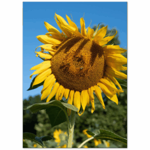 e0c390cc-7085-4e14-9fd9-1a5ef76df13e.png e0c390cc-7085-4e14-9fd9-1a5ef76df13e