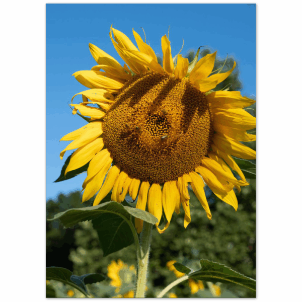 e0c390cc-7085-4e14-9fd9-1a5ef76df13e.png e0c390cc-7085-4e14-9fd9-1a5ef76df13e