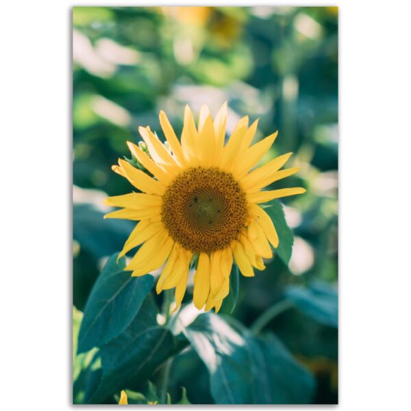 7883c294-0c85-4414-bbf6-ac7595265b04.jpg 7883c294-0c85-4414-bbf6-ac7595265b04