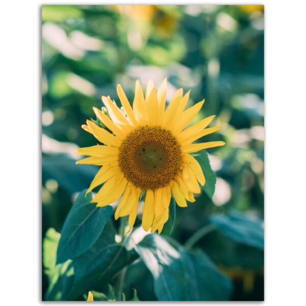 874de46b-850b-42ea-b404-e9abbc548804.jpg 874de46b-850b-42ea-b404-e9abbc548804