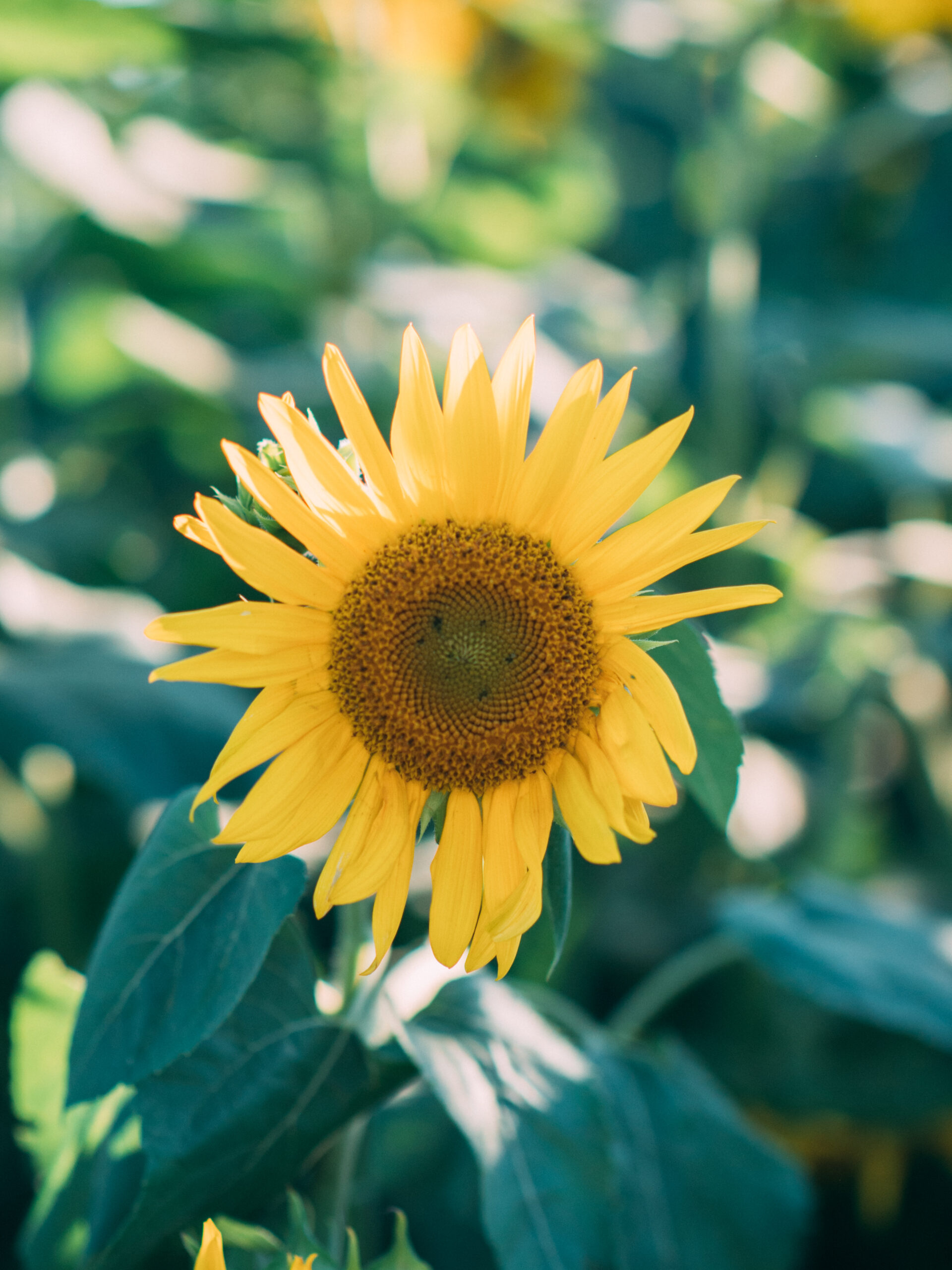 Buttonwood Farm (Aluminum)