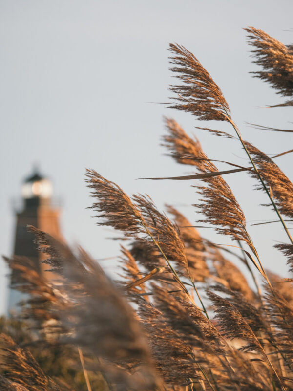 P1233664-3 P1233664-3