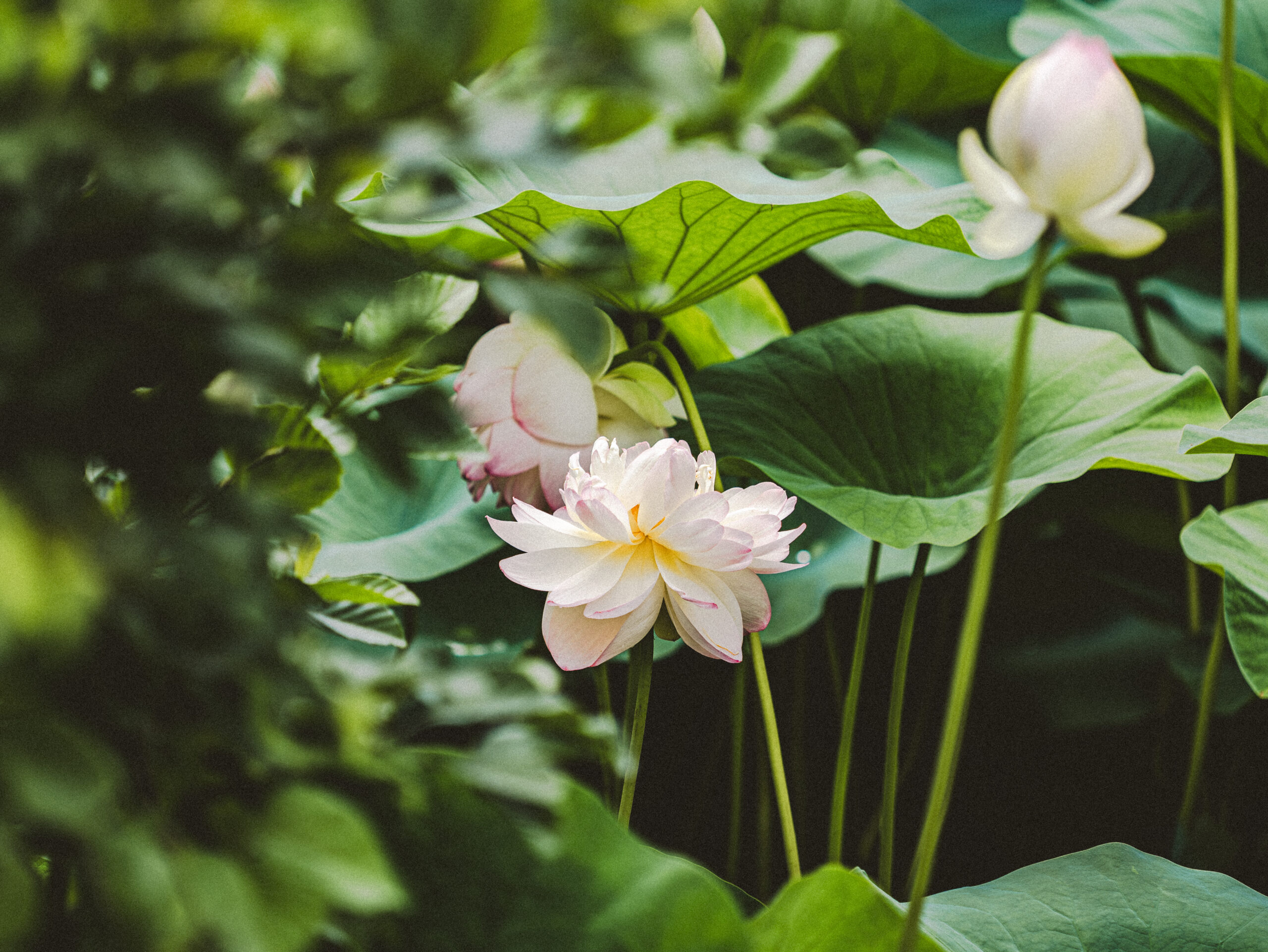 Lotus (Aluminum)